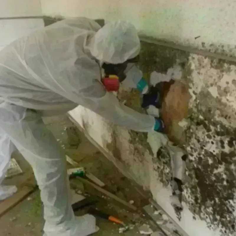 Mold Remediation and Removal in Landen, OH